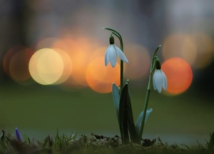 Galanthus and the evening City