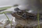 Mein erster Frosch