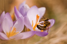 Ein Bett im Krokus