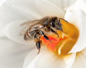 Biene am weißen Krokus