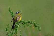 Schafstelze (Motacilla flava)