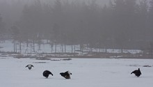Black grouse playing on frosen bogland