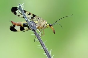 Mecoptera