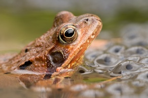 Grasfrosch