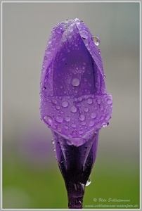 Regentropfen mit Krokus (oder auch "andersrum")