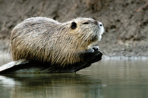 Biberratte (Myocastor coypus), auch Nutria