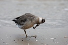 Knutt