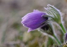 Frühling - jetzt ist er da!!