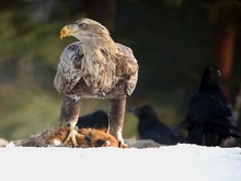 Seeadler mit Kolkraben