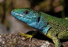 Lacerta viridis