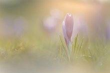 Krokus im Abendlicht