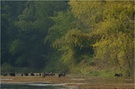 Landschaft mit über 20 Schweinen