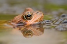 Grasfrosch