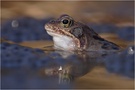 Bevor hier Grasfroschmüdigkeit aufkommt...