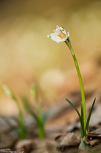 Leucojum vernum