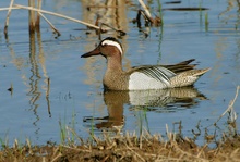 Knäkente (Anas querquedula)