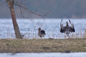 Guten Morgen, liebe Elbe...