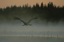 Kranich im Flug