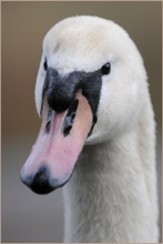 Höckerschwan (Cygnus olor)