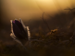 Der Blüte erster Abend!