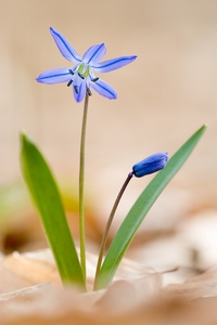 noch'n Blümchen