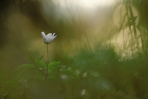 Anemone nemorosa