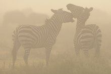 Zebras im Morgennebel