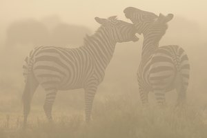 Zebras im Morgennebel