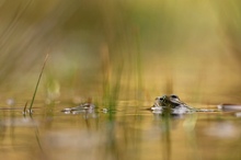 Frosch im Traumland