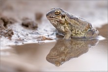 Knoblauchkröte (Pelobates fuscus)