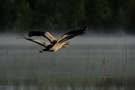 Kraniche im Flug