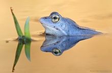 Moorfrosch in Sachsen