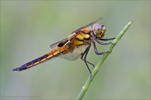 ~Bald fliegen sie wieder~