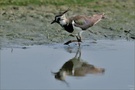 Vanellus Vanellus