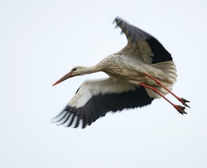 Storch im Anflug