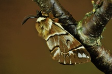 Birkenspinner (Endromis versicolora)