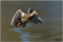 Stockente (Anas platyrhynchos)