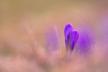 Crocus vernus Wulf. forma Drebachiensis #3