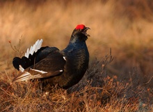 Black grouse in his area