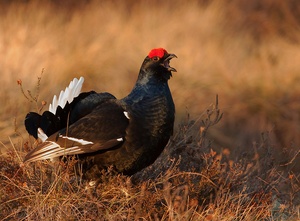 Black grouse in his area