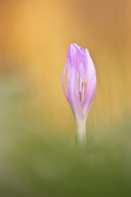 Frühlingslichtblume