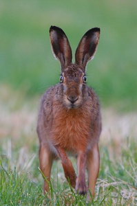 FROHE OSTERN