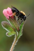 Colletes cunicularius