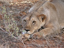 Die Alphalöwin des Voi-Rudels – Tsavo-East - Kenya