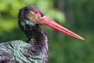 Der schwarze unter den Störchen