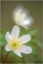 Buschwindröschen (Anemone nemorosa)