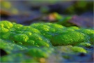 Algen im Quellmoor