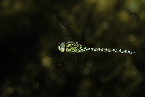 Blau-Grüne Mosaikjungfer