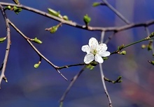 Die erste Blüte