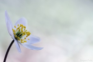 Anemone Nemorosa